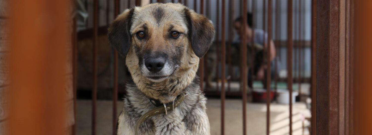 Эвтаназия не должна быть тотальной: эксперты о проблеме бродячих собак