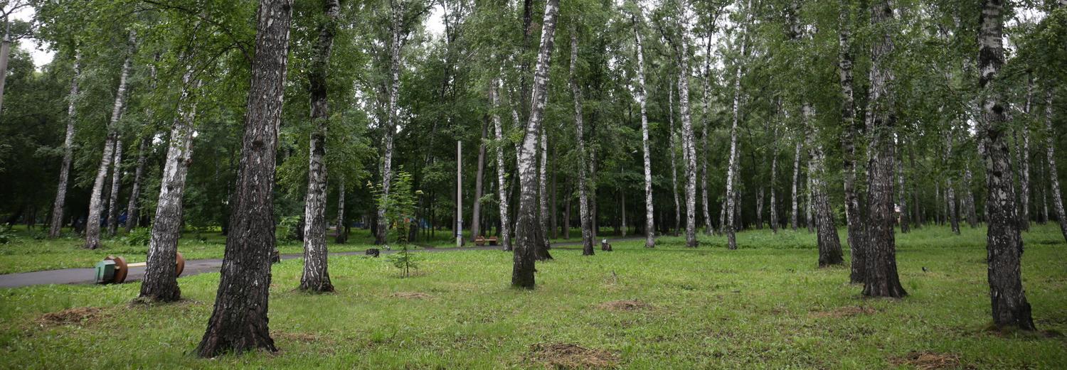 Больше 200 деревьев спилят под корень в Берёзовой роще