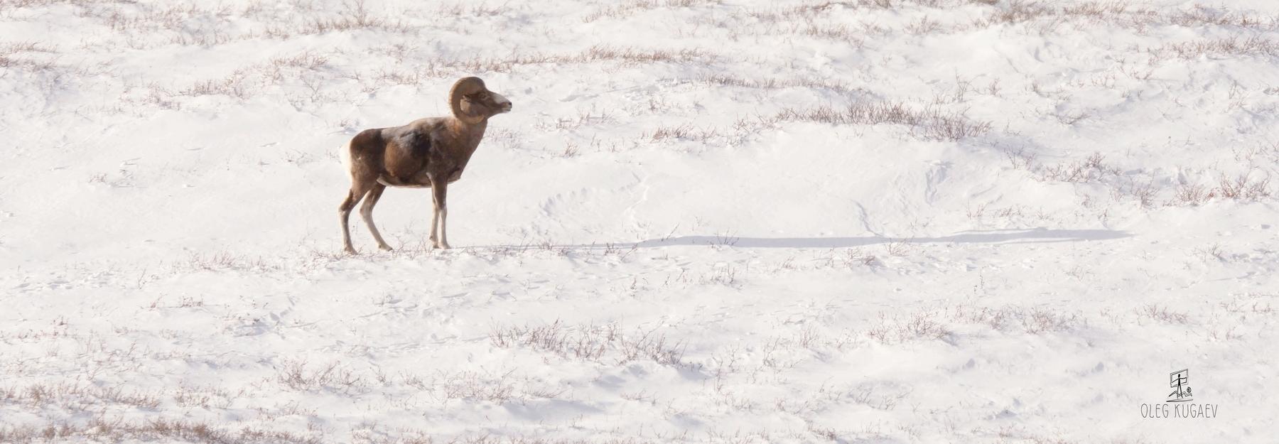 Новосибирец снял ролик об алтайском горном баране