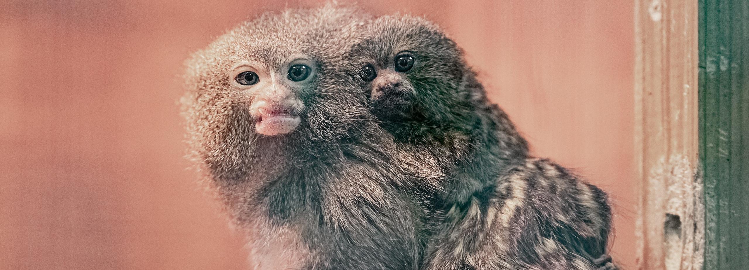 Обезьянки размером с мышей дали потомство в Новосибирском зоопарке