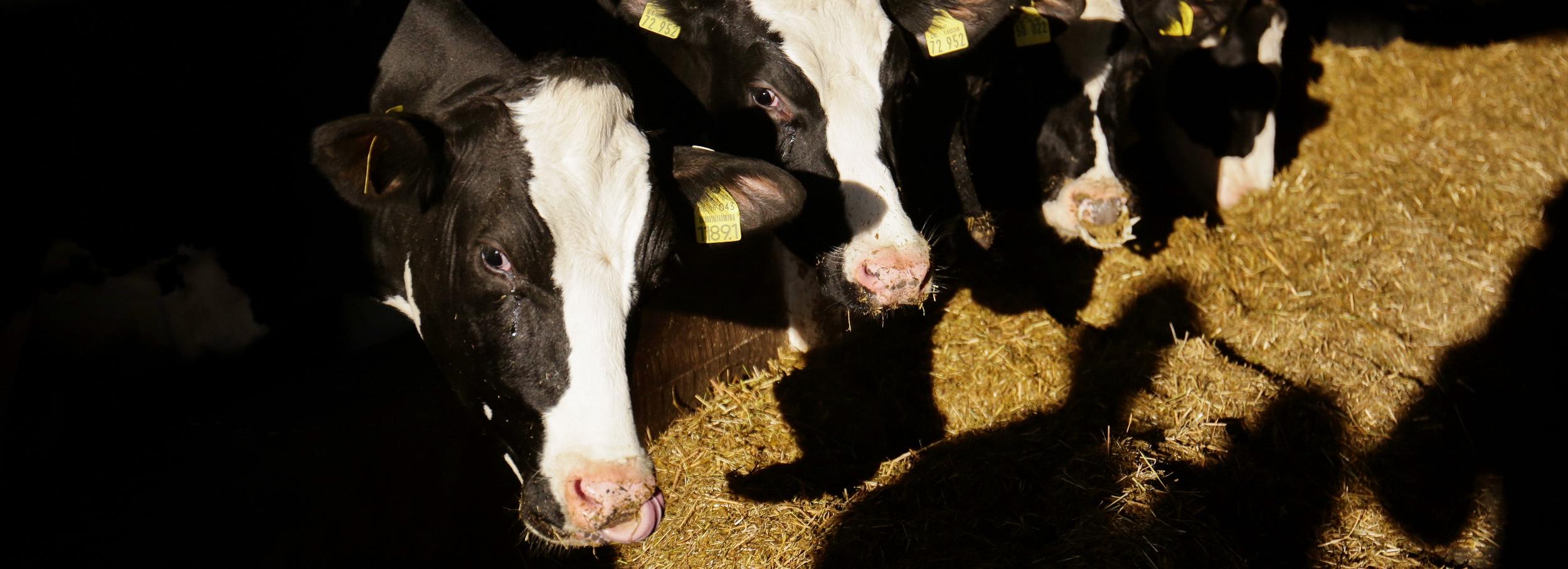 Телёнок с двумя головами родился в селе Калачи под Новосибирском