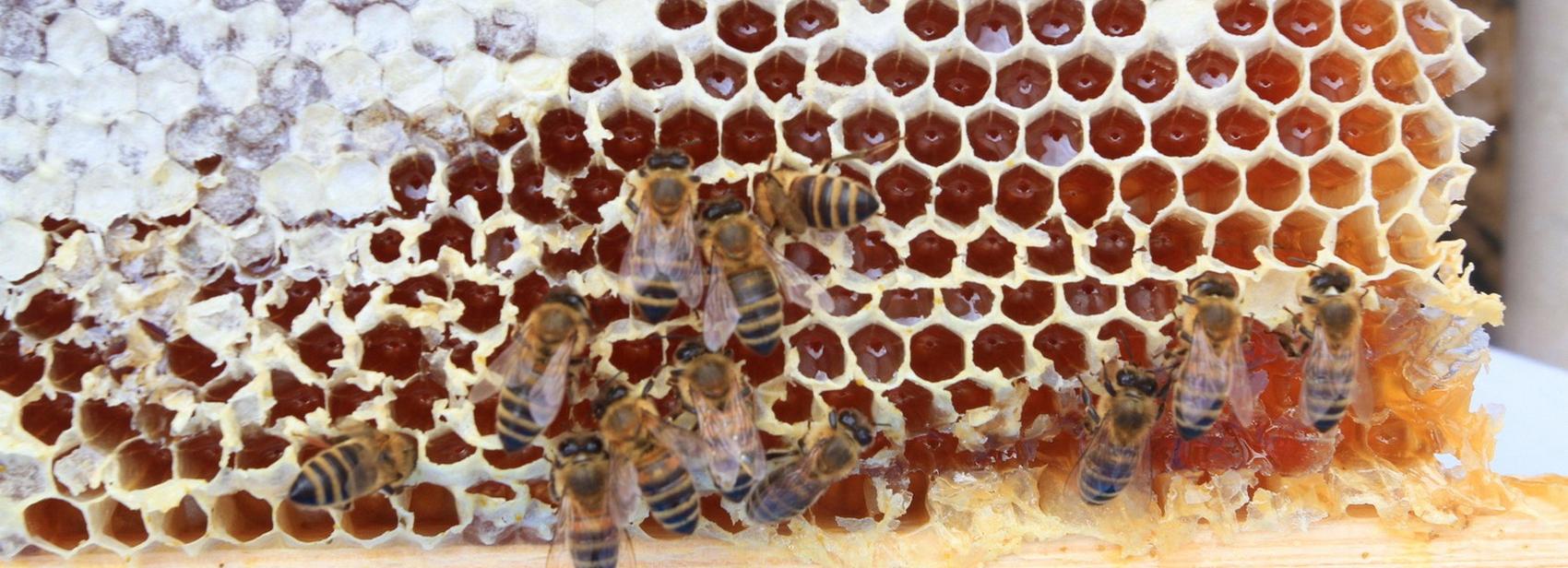 Шоу ульев, хоровод с пчёлами и торт-гигант: программа ярмарки мёда у ГПНТБ