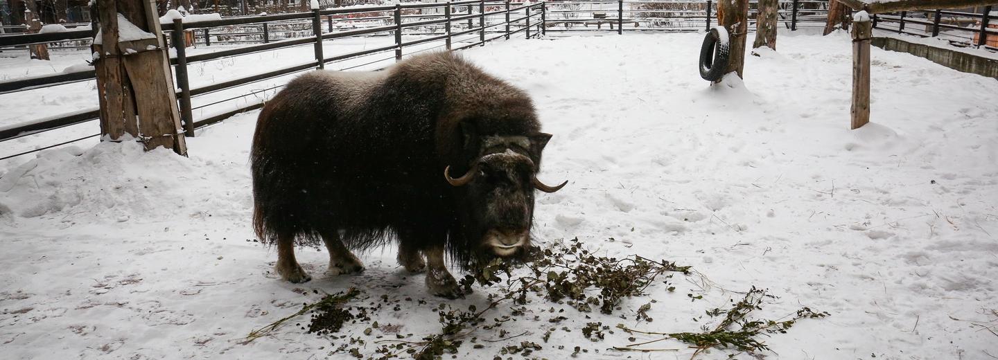 Итоги года: медоеды, карантин в зоопарке и пожертвования для зверей