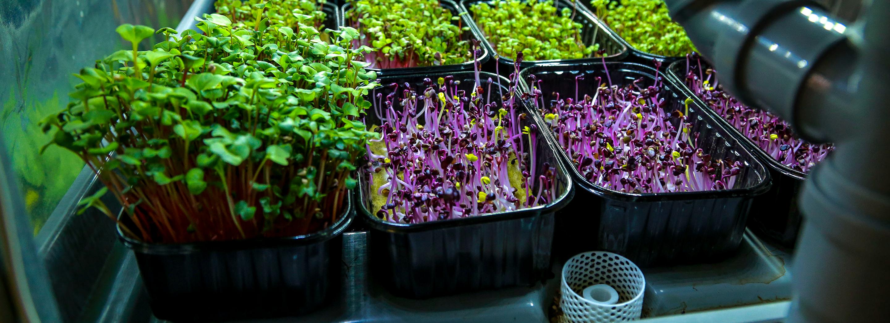 Если вы пропустили: грядка в воздухе, робот-спасатель и местная Атлантида