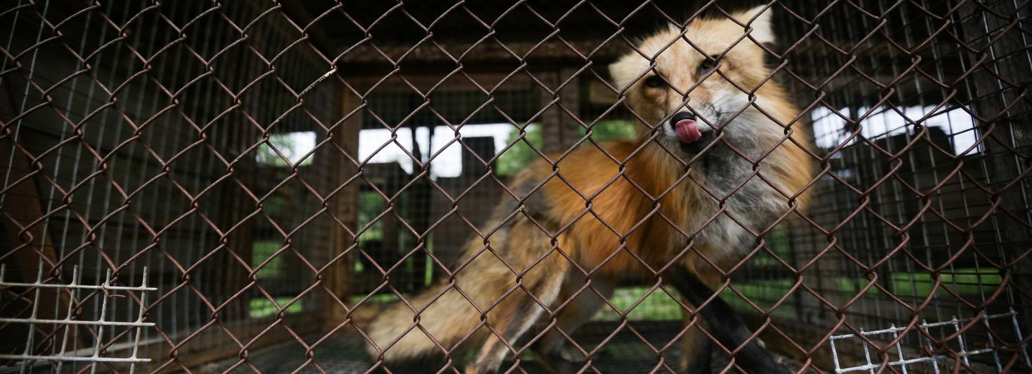 Домашних лисят продают в Новосибирске за 50 000 рублей