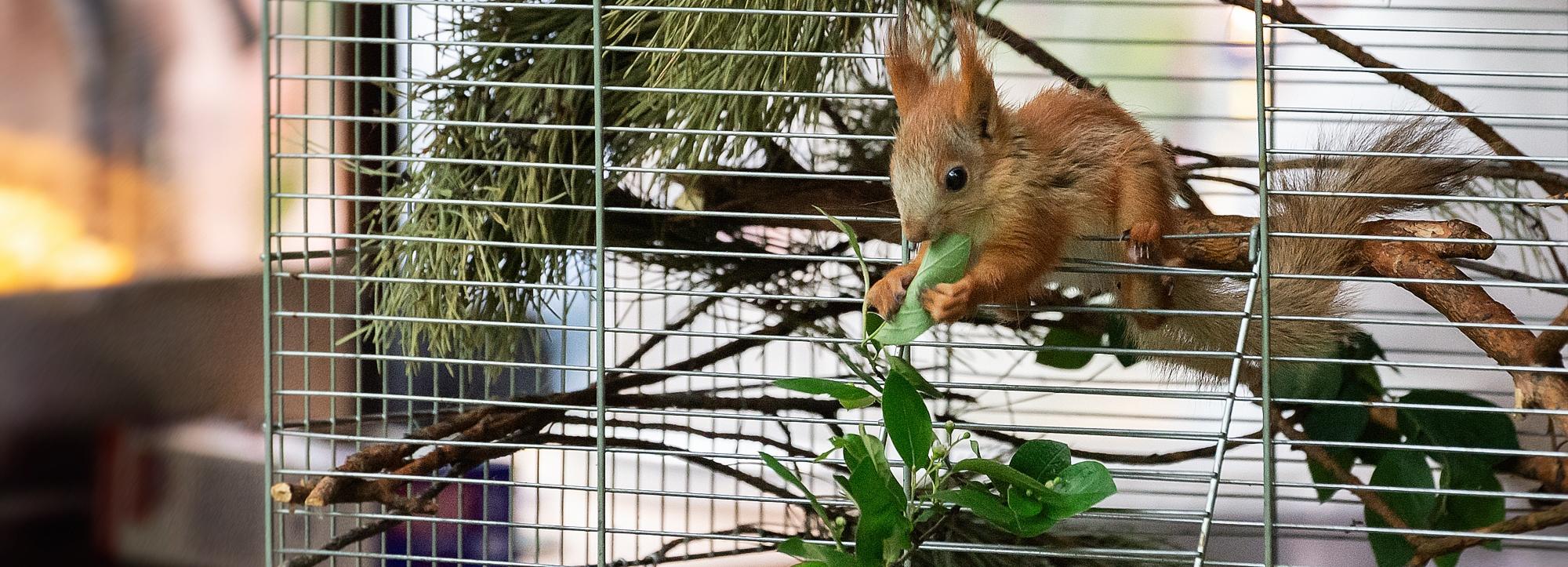 Бельчонка Яшу приручили в Новосибирском зоопарке