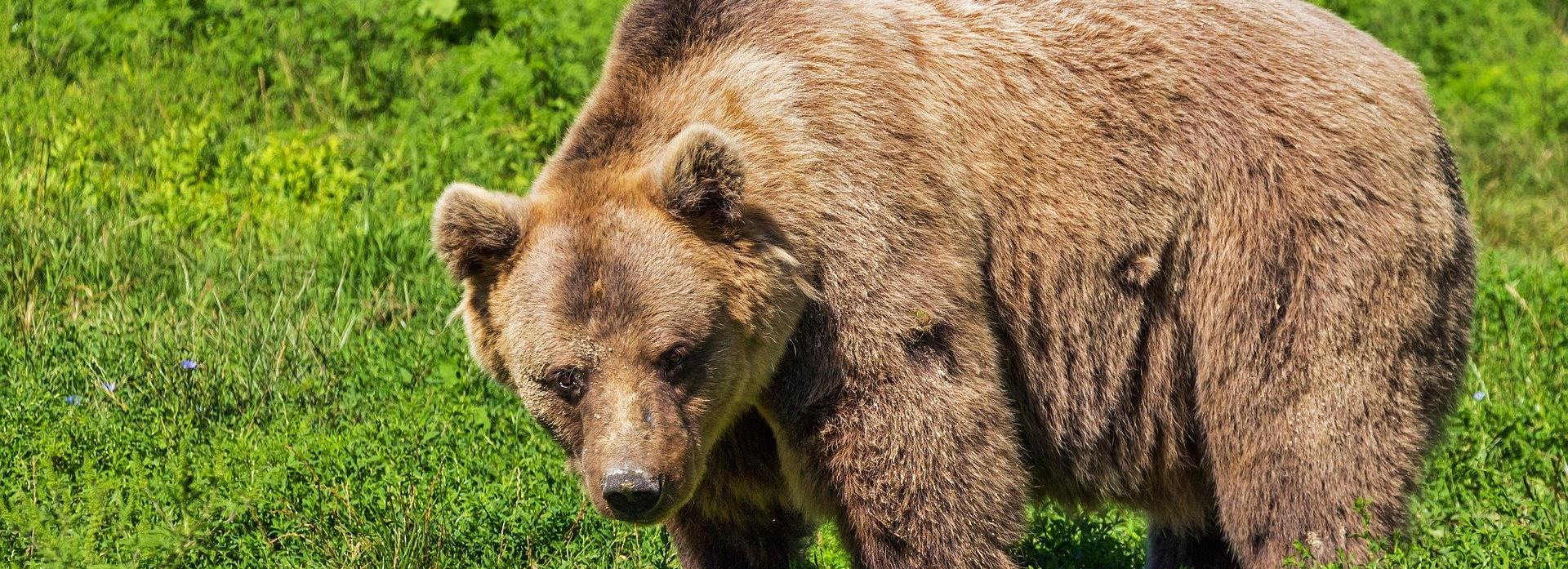 Найти и уничтожить: бурого медведя застрелят под Новосибирском