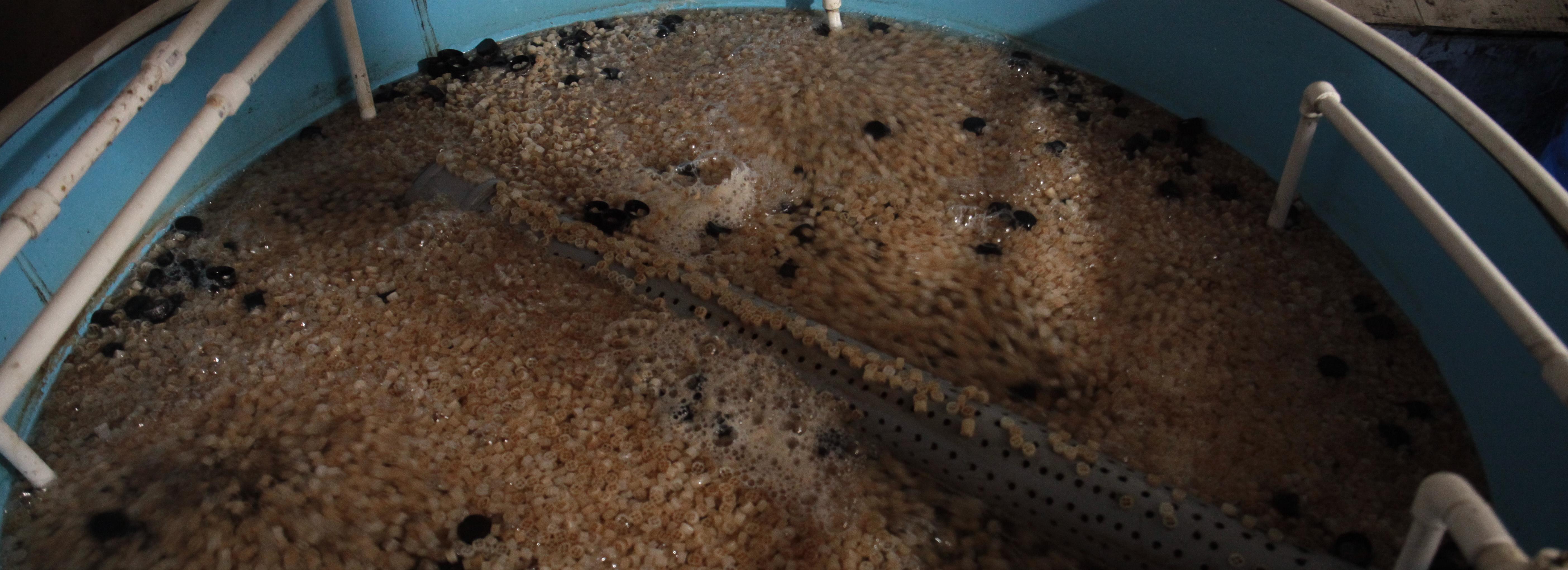 Под Новосибирском построят цех по производству корма для морских ежей