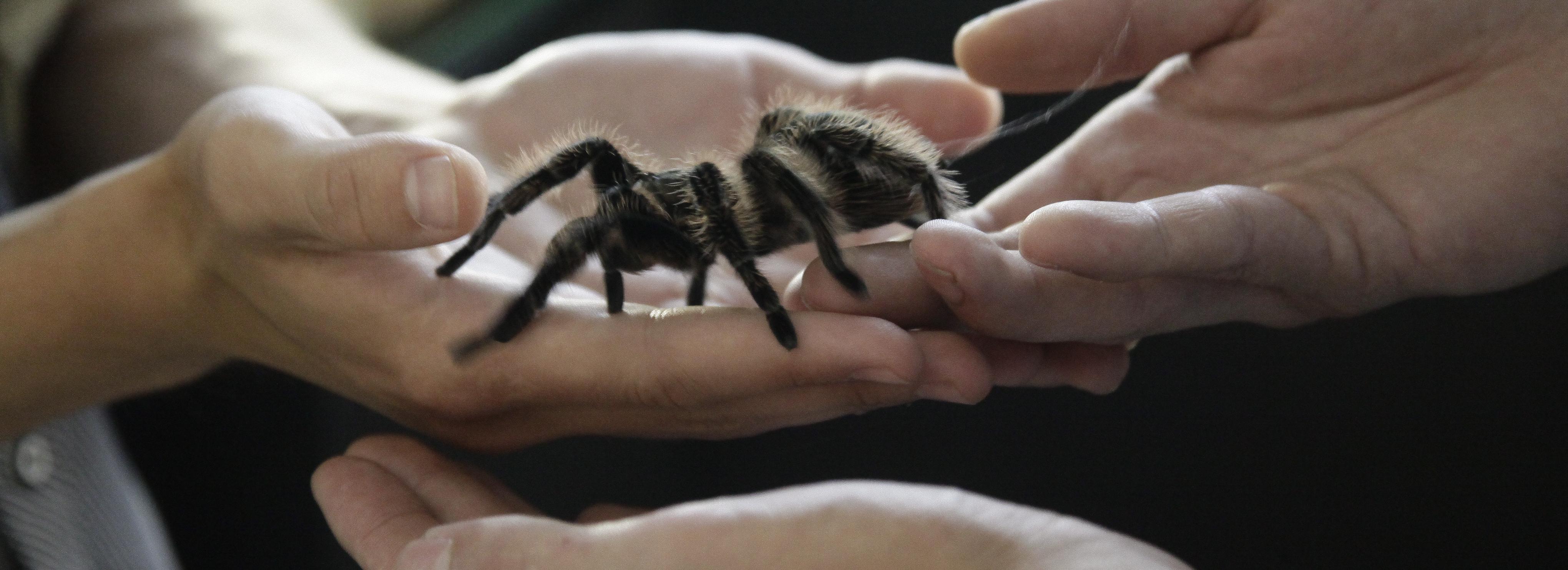 Паутина — для бронежилетов: зачем в НГАУ разводят экзотических хищников