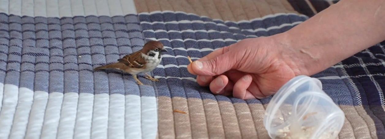 Домашний воробей развлекает трелями новосибирского фотографа