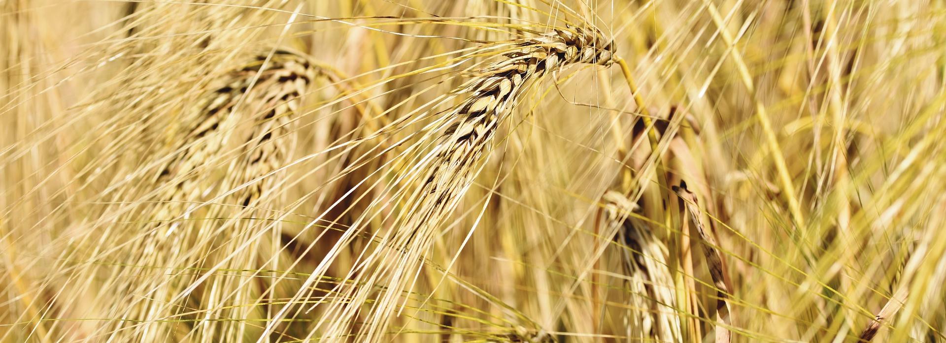 Пшеница подорожала в Новосибирской области из-за засухи