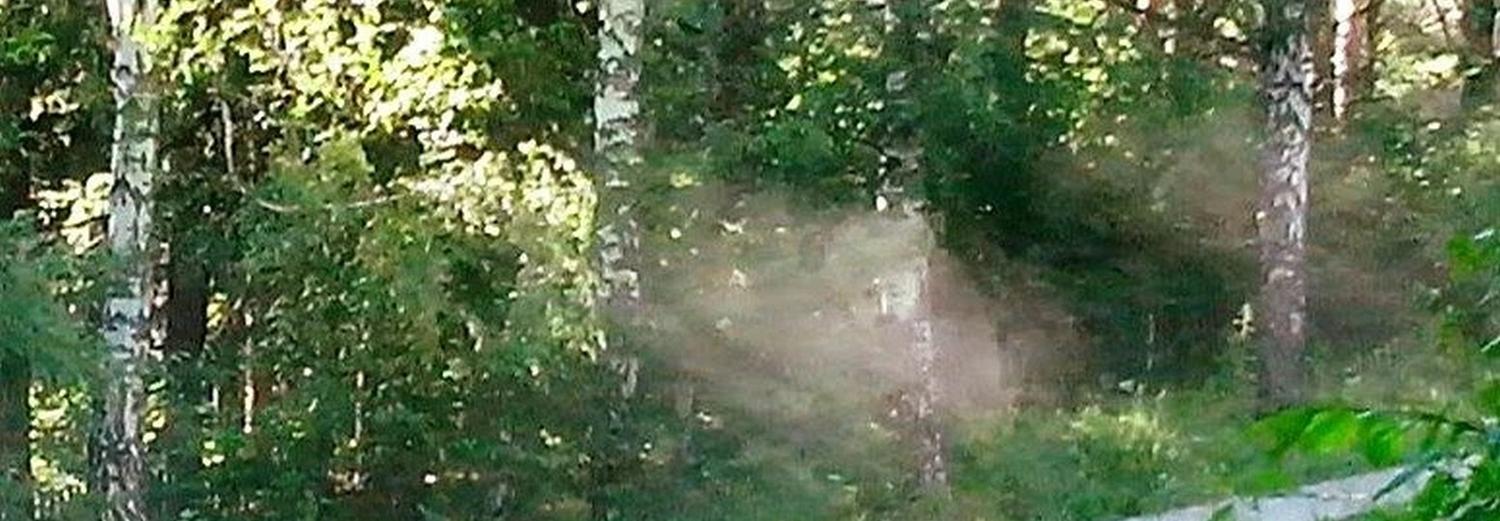 Привидение в лесу увидела жительница Академгородка