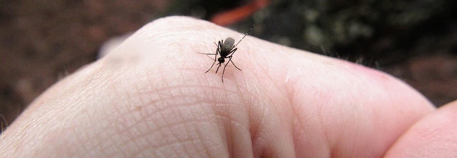 Вирусолог из «Вектора»: «Комары не переносят коронавирус»
