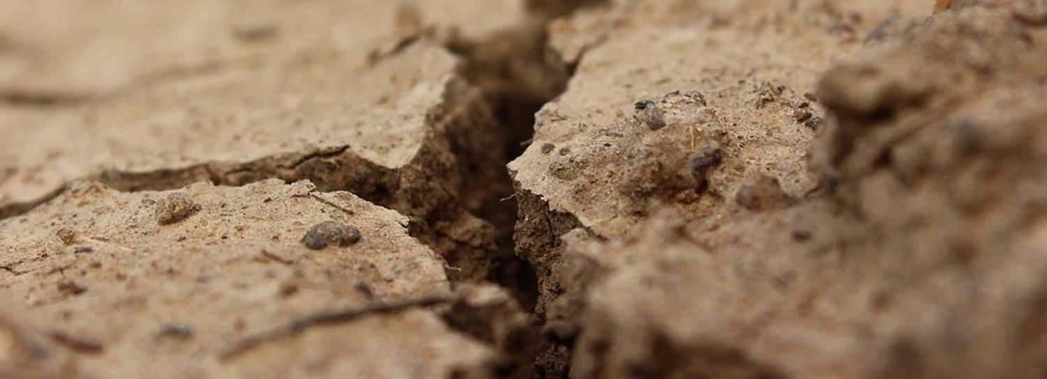 Режим ЧС из-за засухи ввели в Новосибирской области