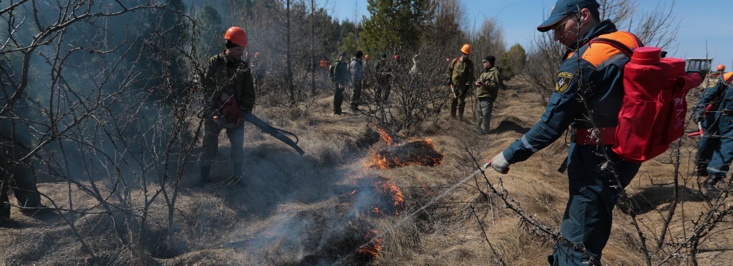 Комиссию по охране лесов от пожаров создают в Новосибирске
