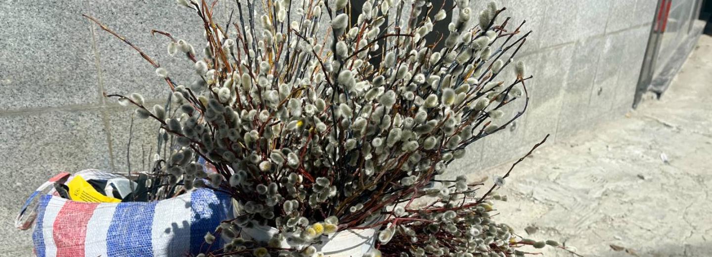 Цветная, алтайская, в корзинке: в Новосибирске развернули торговлю вербой