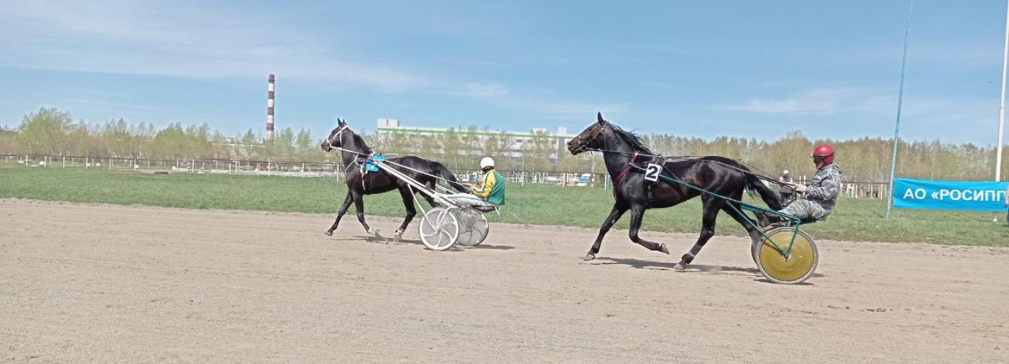 Конные бега открыли 121-й летний сезон на ипподроме в Новосибирске