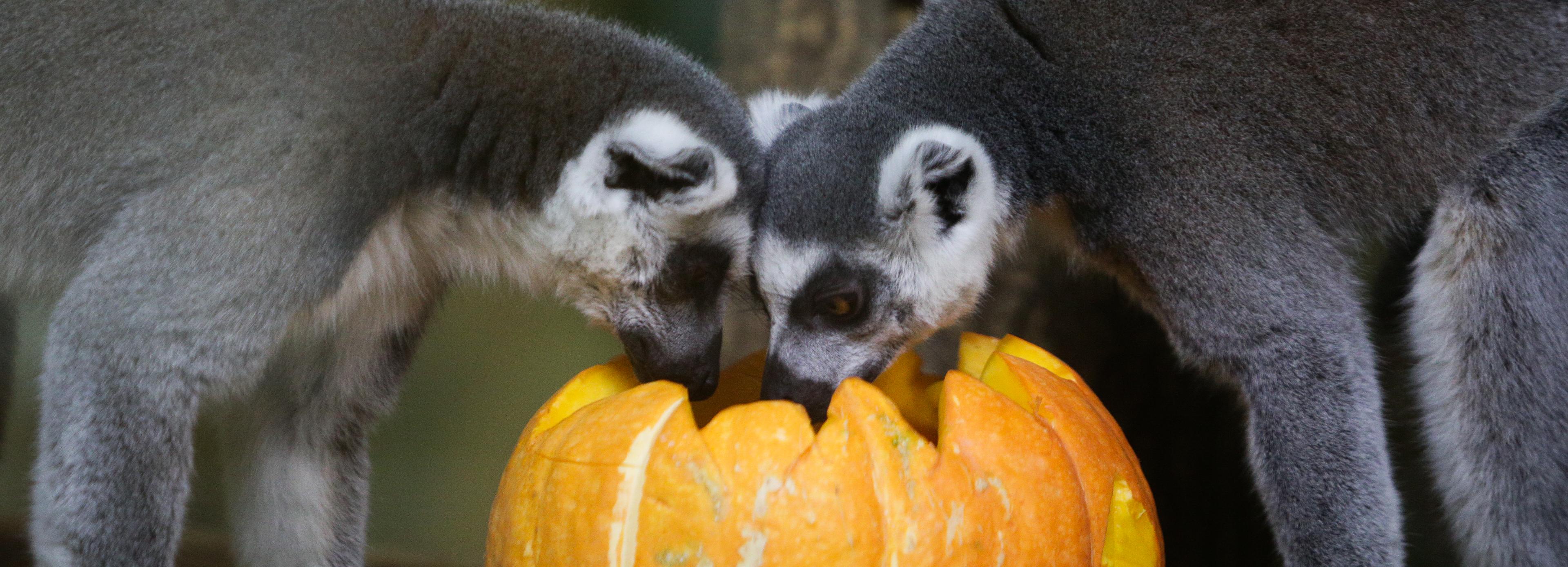 Излишки урожая несут в зоопарк новосибирские дачники
