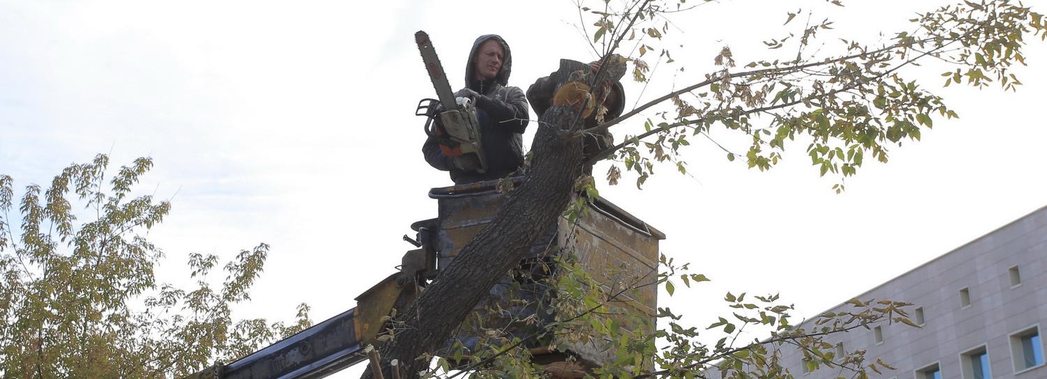 От запоздалой обрезки городские деревья могут погибнуть — дендрологи