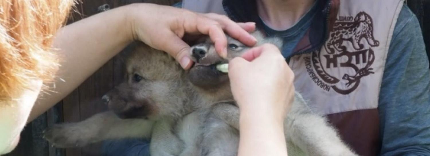 Милота зевает: новосибирский зоопарк поделился видео новорождённых волчат