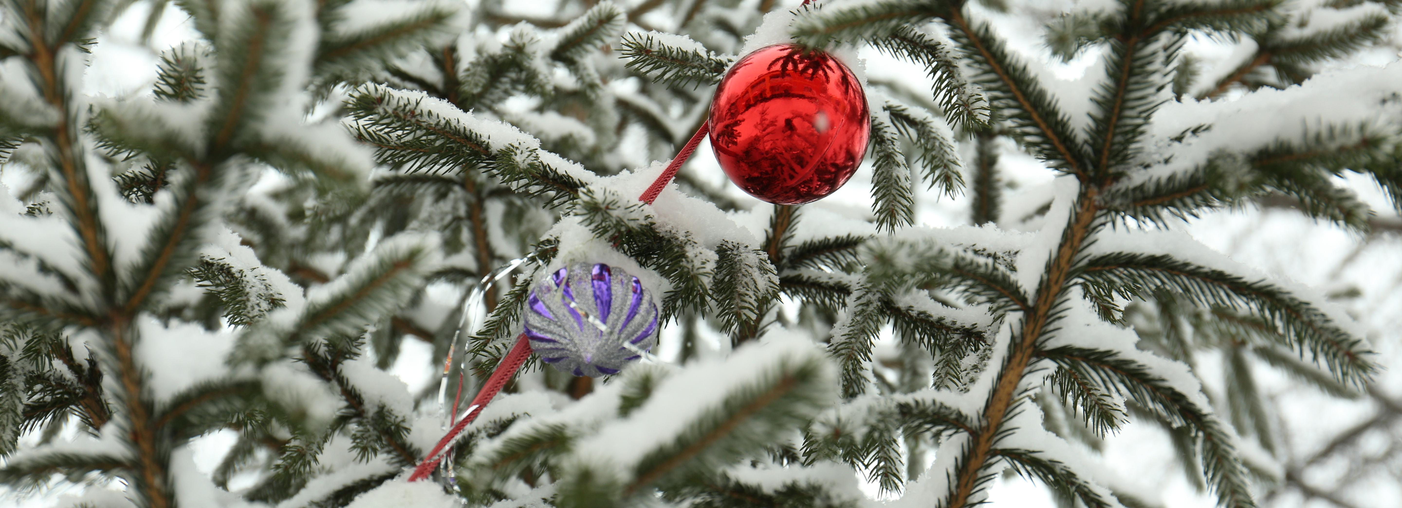 Районные ёлки открывают в Новосибирске: полная программа мероприятий