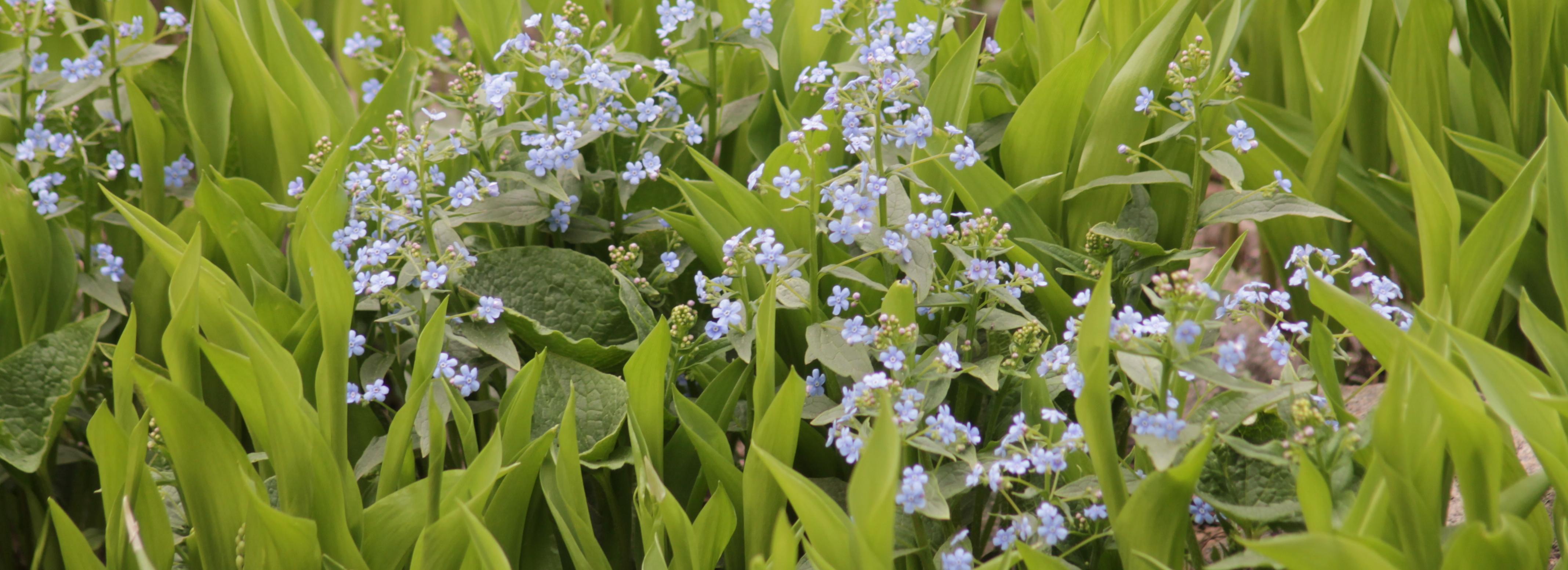 Новосибирцам предложат проголосовать за благоустройство парков и скверов