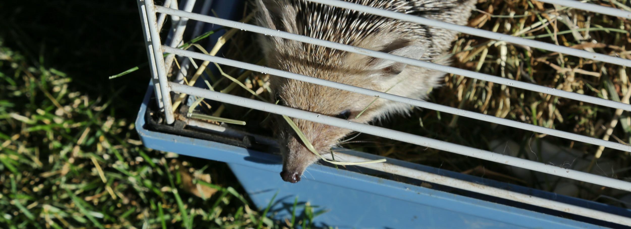 Проект парка «Усть-Тула» между двумя мостами презентуют в НГТУ