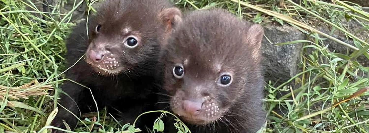 Необычные собаки дали потомство в Новосибирском зоопарке