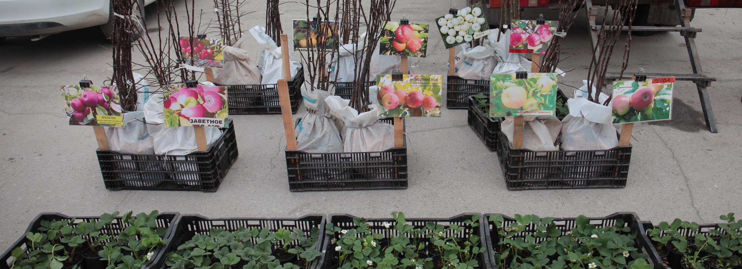 Ярмарку с бесплатными местами развернут 19 мая у ТЦ «Магеллан»