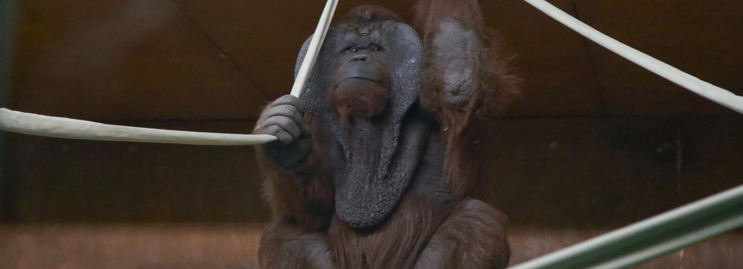 Оренбургский плед «запал в душу» орангутану Бату из зоопарка