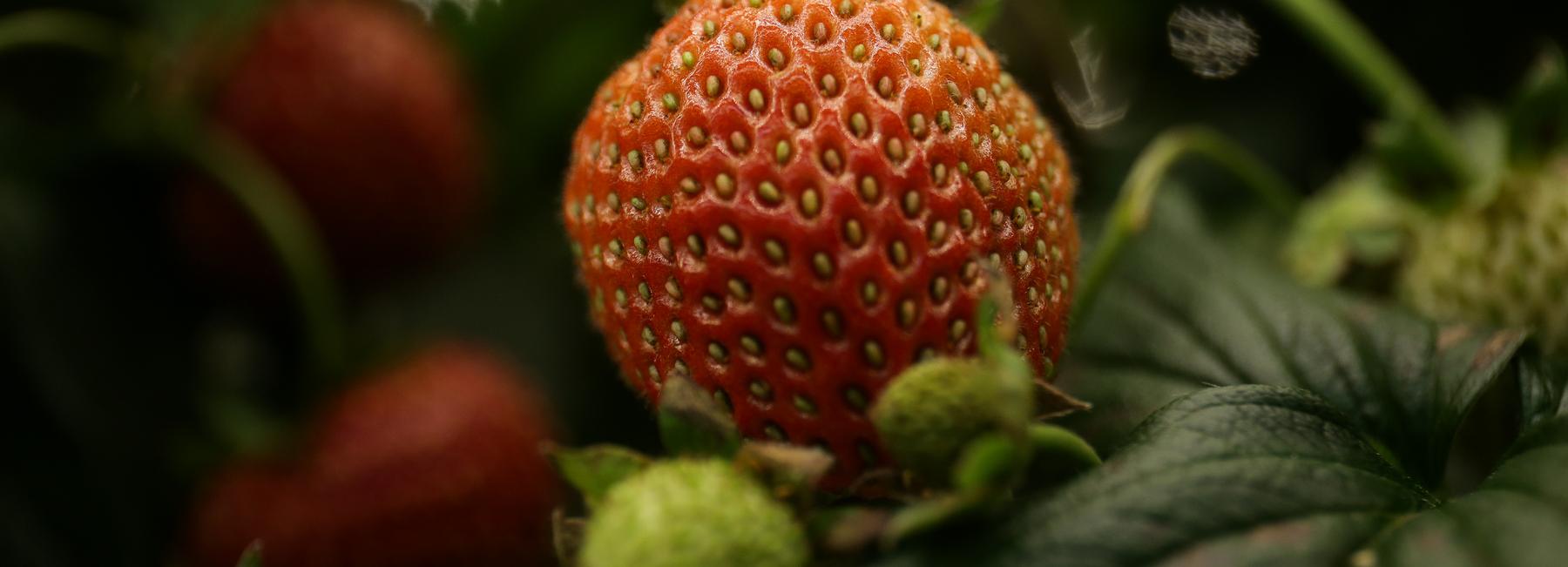 Как правильно посадить землянику — советы профессора Дачной академии