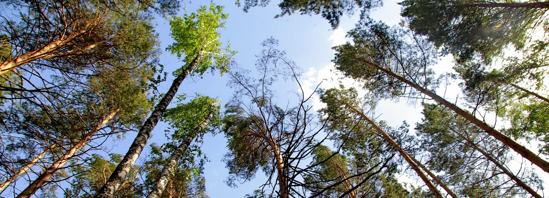 Бизнес пустят через год: в Заельцовском парке стартует реконструкция