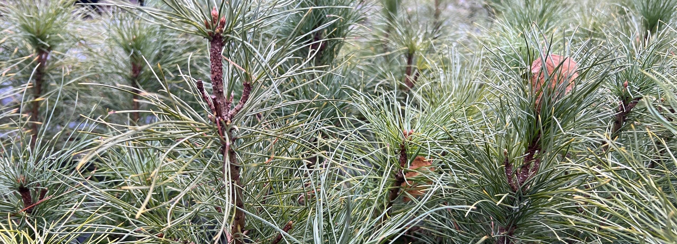 Привитые кедры выращивают в теплицах под Новосибирском