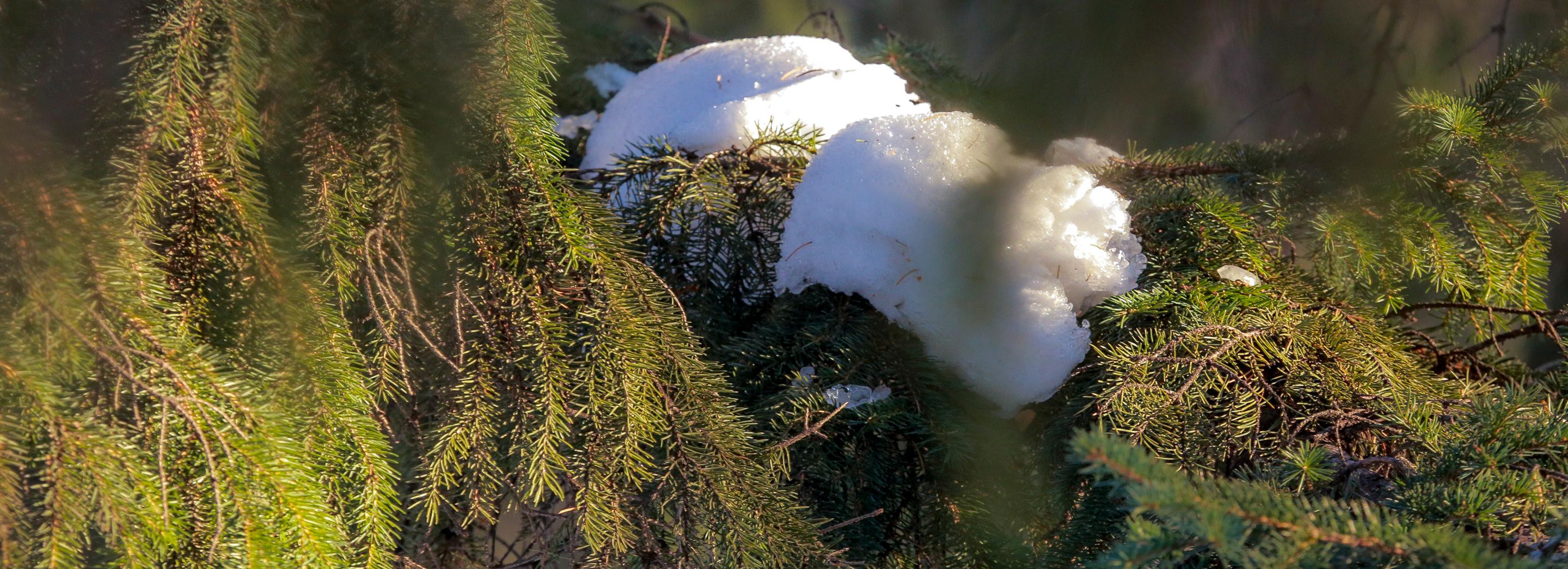 Рассказы новосибирцев о зиме будут транслировать в парках города