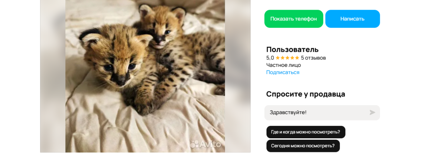 Милых пятнистых котят породы саванна продают за 300 тысяч в Новосибирске