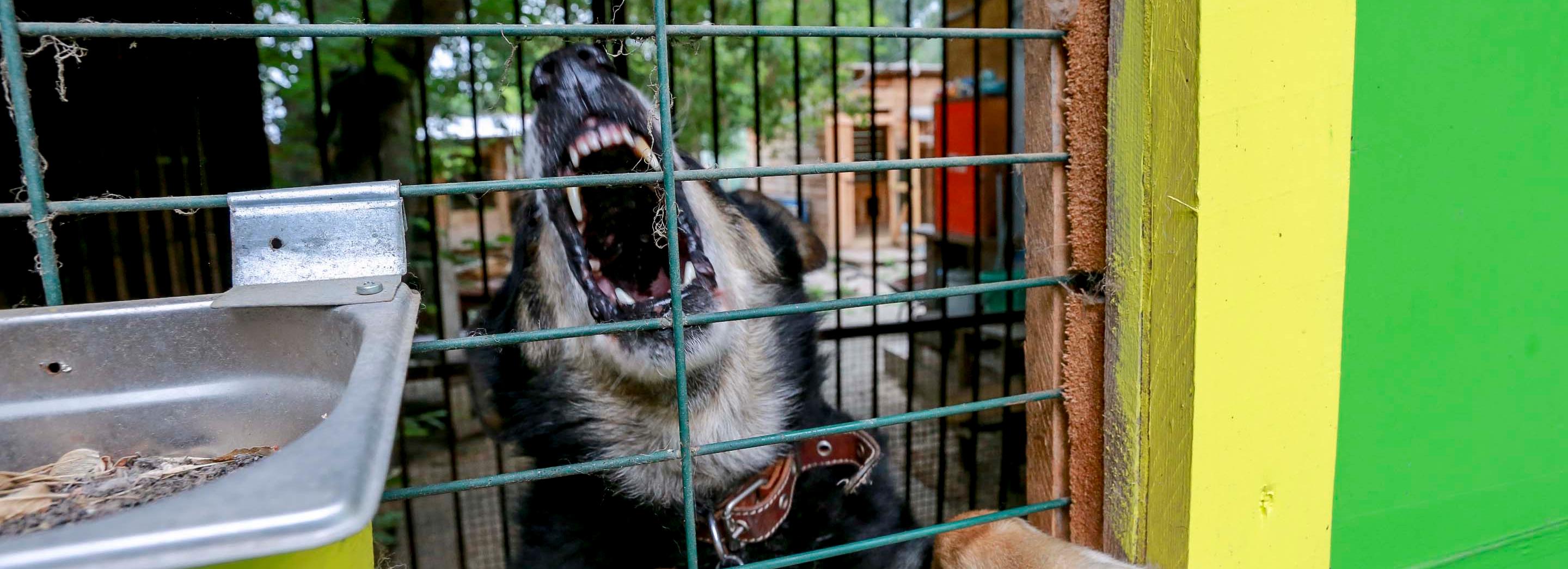 Хозяйка собак заплатит 100 тысяч укушенной девочке в Новосибирске
