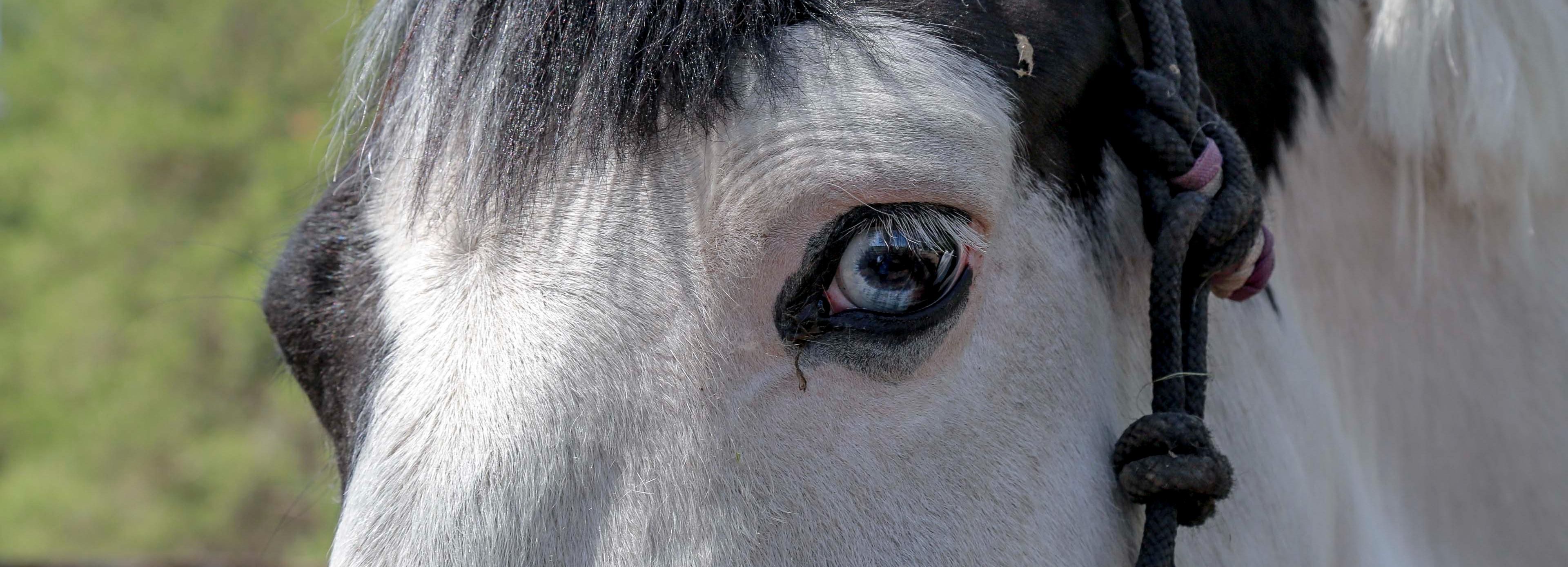Как лошадей спасают от убоя: репортаж из приюта под Новосибирском