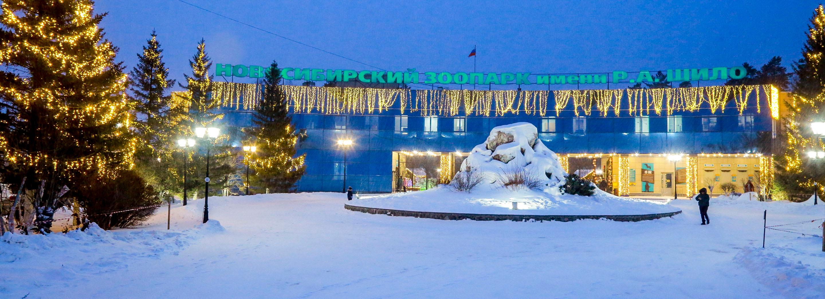 Горностаи впервые за полвека принесли потомство в Новосибирском зоопарке