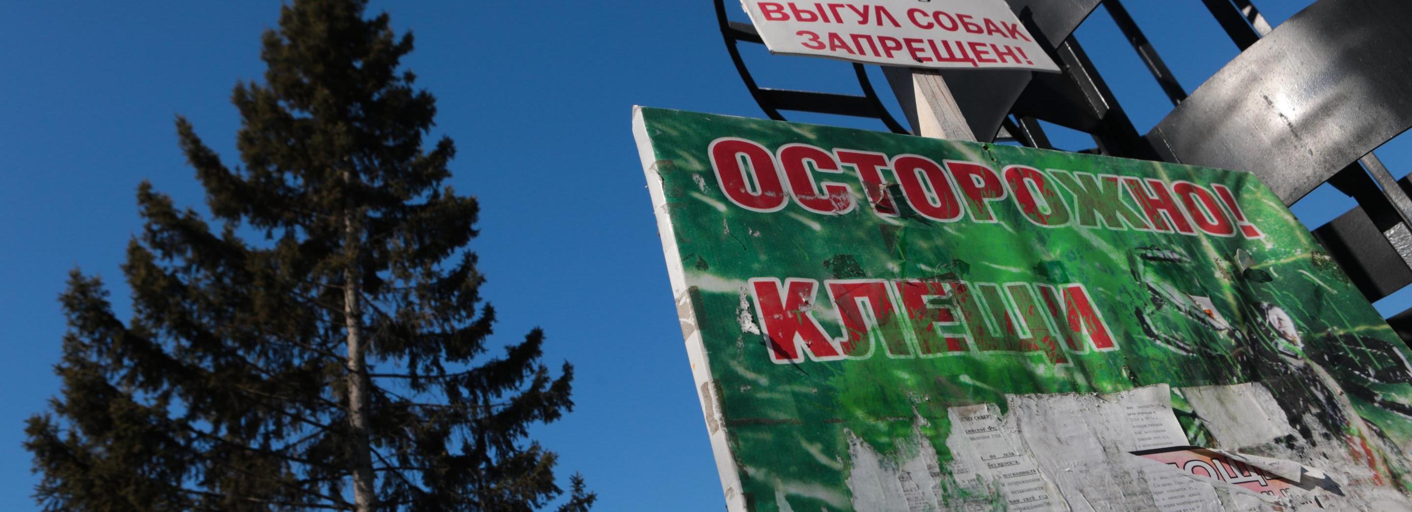 Первый укус клеща зарегистрировали в Новосибирске