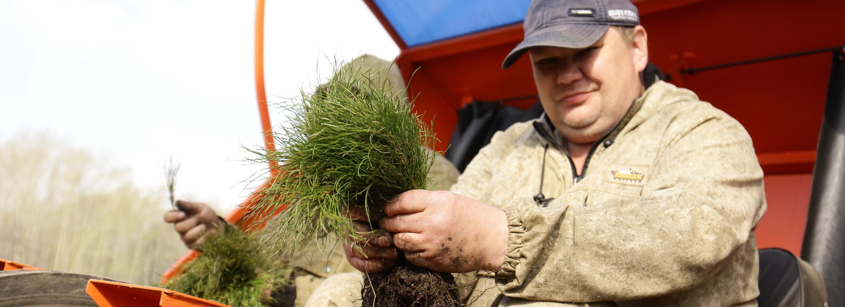 Деревьев на 44 миллиона высадят в Новосибирской области до конца года