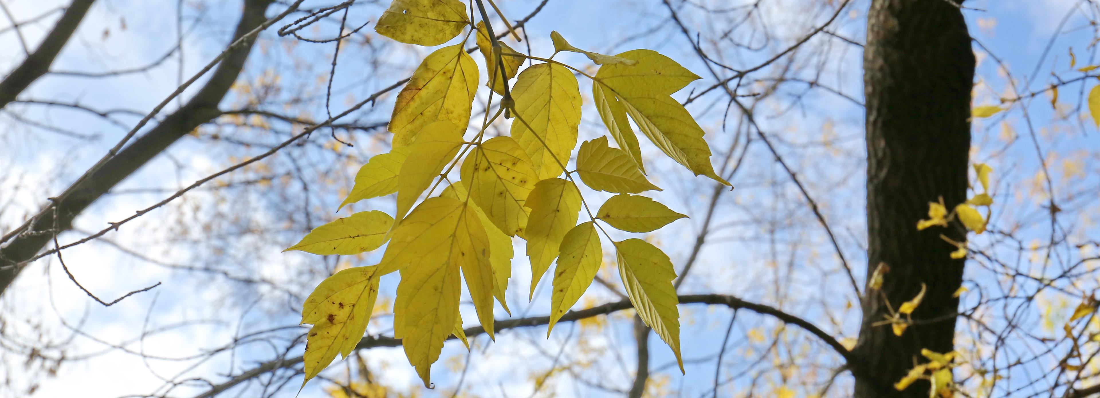 До –8 упадёт температура в Новосибирске на следующей неделе
