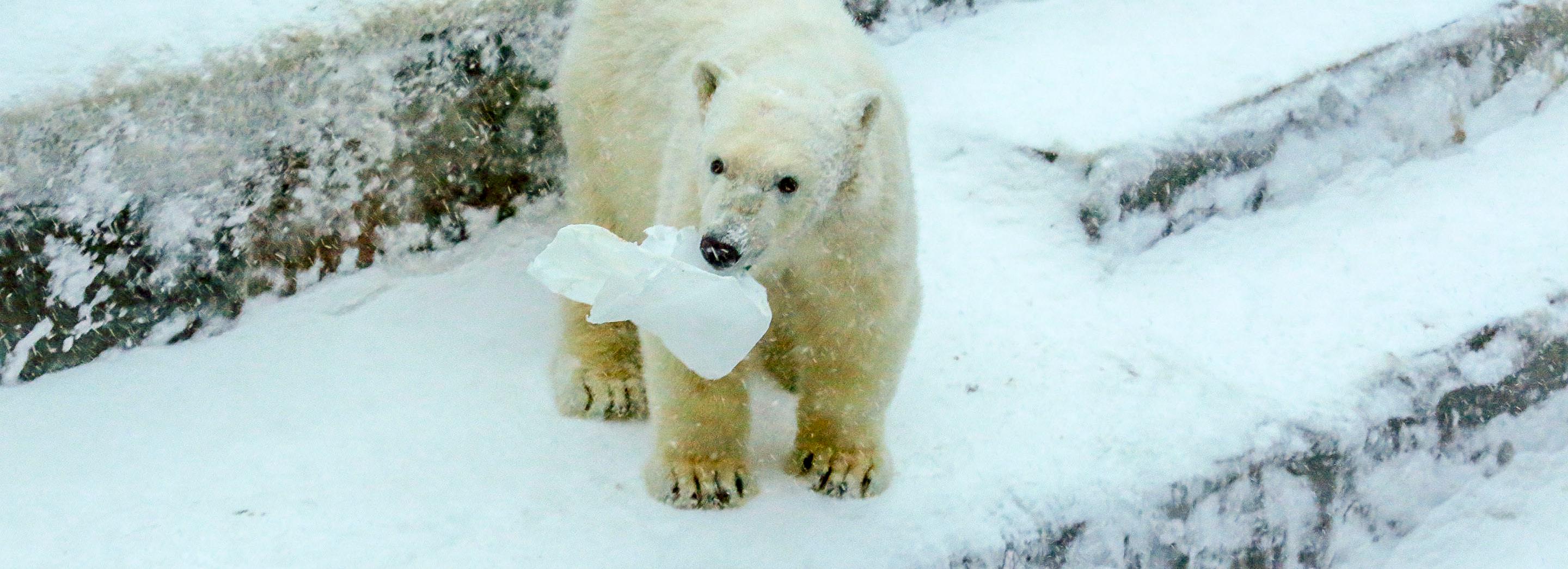 Белых мишек из зоопарка поздравят пластиковыми канистрами