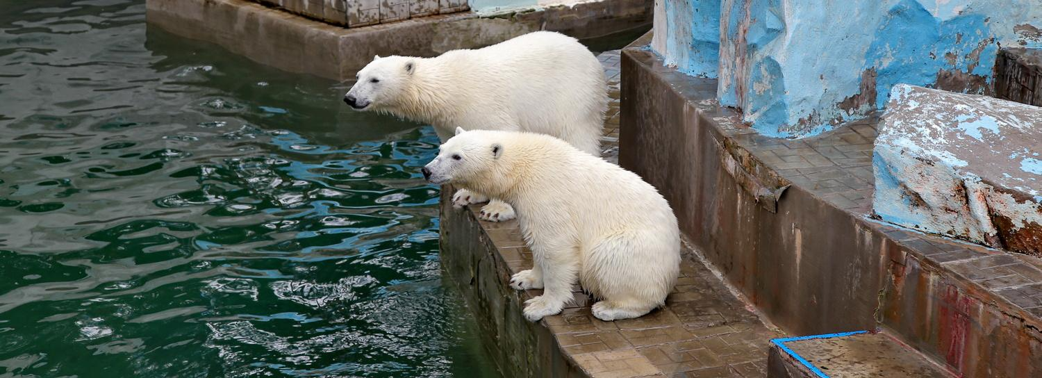 Белых медвежат Норди и Шайну оставили на карантине до переезда за границу