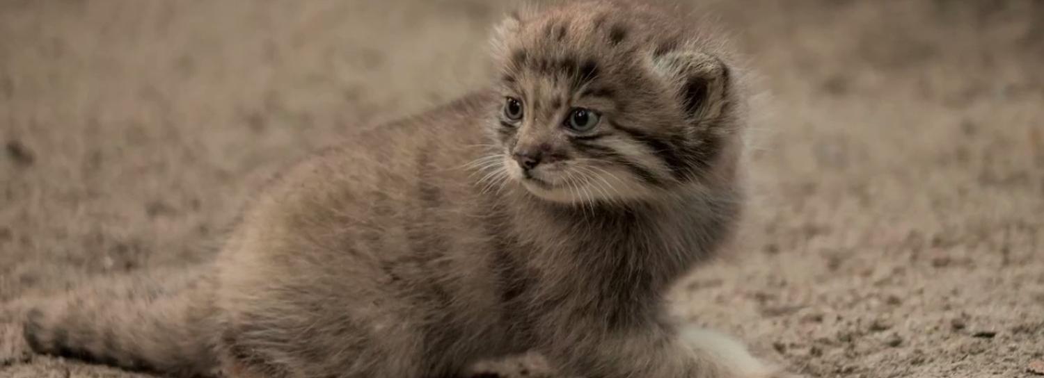 Новосибирский манулёнок переехал жить в «Зоопарк на Лампушке»