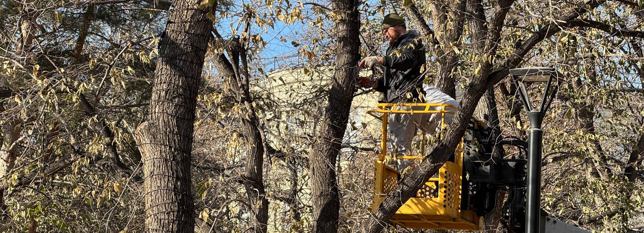 Деревья в Первомайском сквере украшают новогодними гирляндами