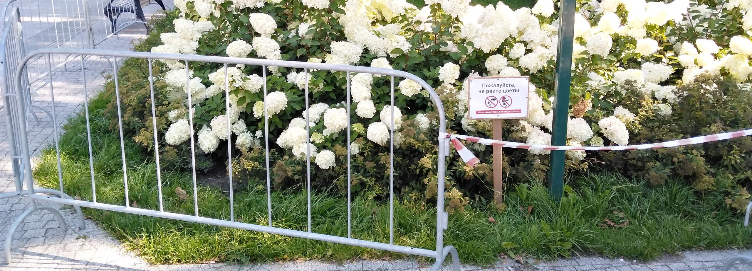 Гортензии в Центральном парке Новосибирска защитили патрулём