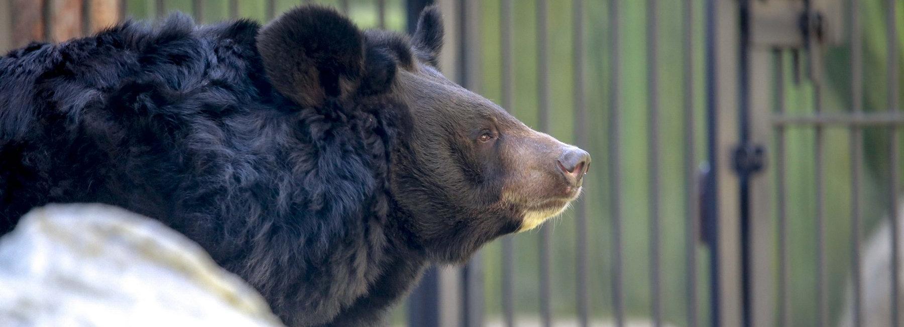Новые просторные вольеры построили для медведей в новосибирском зоопарке