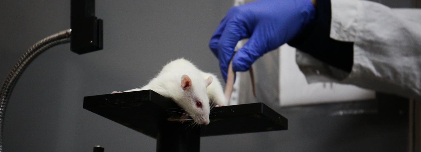 Биологи накормили фиолетовой пшеницей мышей с Альцгеймером