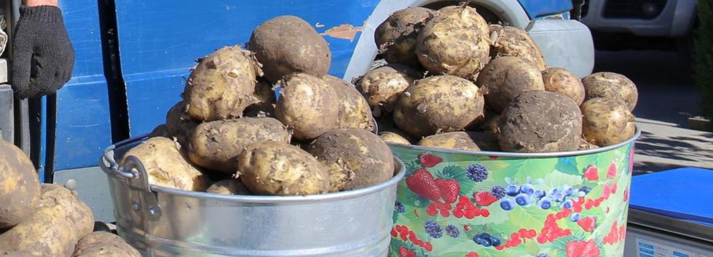 Новосибирцы не хотят сажать картошку у себя на даче в этом году