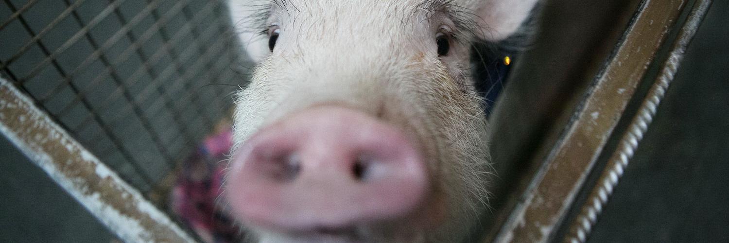 Подложить себе свинью: стоит ли заводить минипига дома